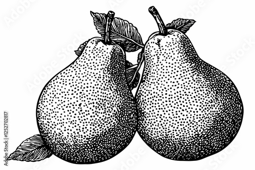 Engraved Pears Illustration