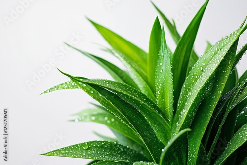 Lush green leaves with water droplets reflecting sunlight in a cozy indoor se...