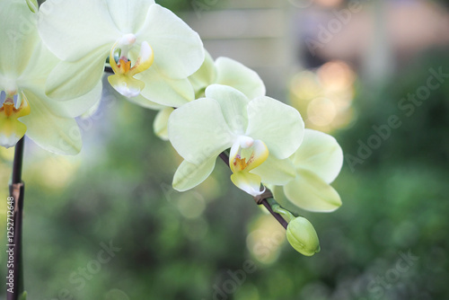 美しく咲く白い花　胡蝶蘭