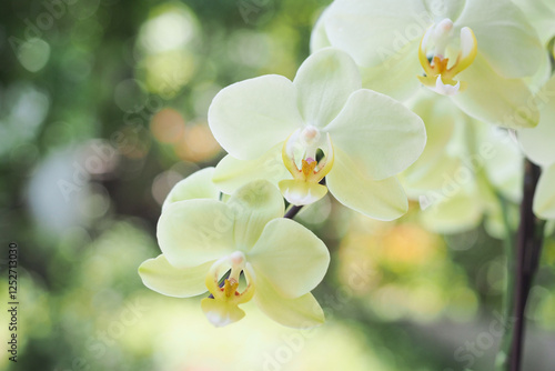 美しく咲く白い花　胡蝶蘭