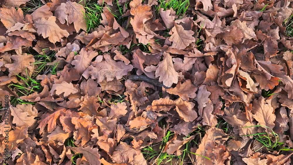 Autumn. Oak leaves on the ground. Texture pattern. Autumn. Oak leaves on the ground. Texture pattern.