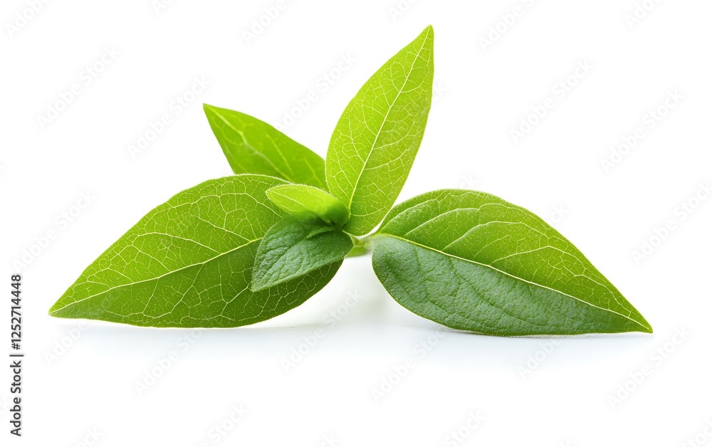 Fresh green leaves close-up on white background. Possible use Cooking/food photography Fresh green leaves close-up on white background. Possible use Cooking/food photography