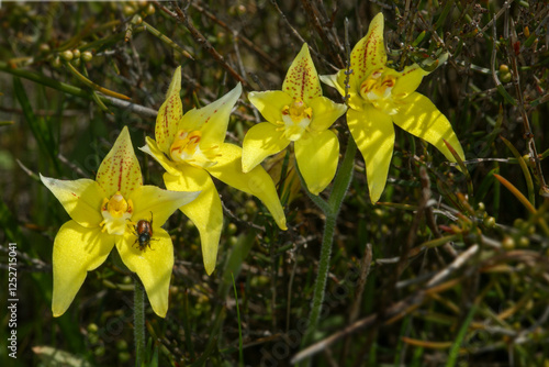 фотографія Yellow flowers of the cowslip orchid (Caladenia flava ssp