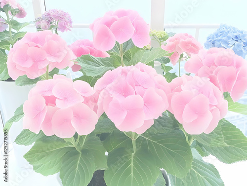 Pastel Pink Hydrangea Illus...