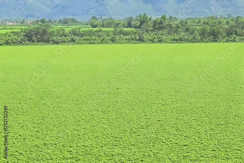 Lush Green Field Landscape ...