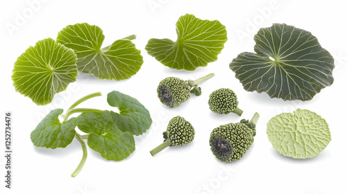 Green Plant Leaves and Buds...