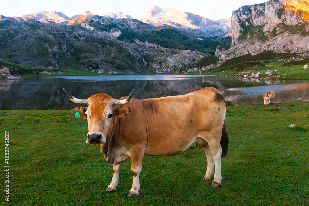 Cow of the Asturian mountain breed sits on a meadow in a national park at dawn Cow of the Asturian mountain breed sits on a meadow in a national park at dawn