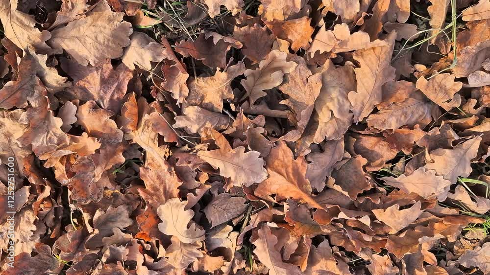 Autumn. Oak leaves on the ground. Texture pattern. Autumn. Oak leaves on the ground. Texture pattern.