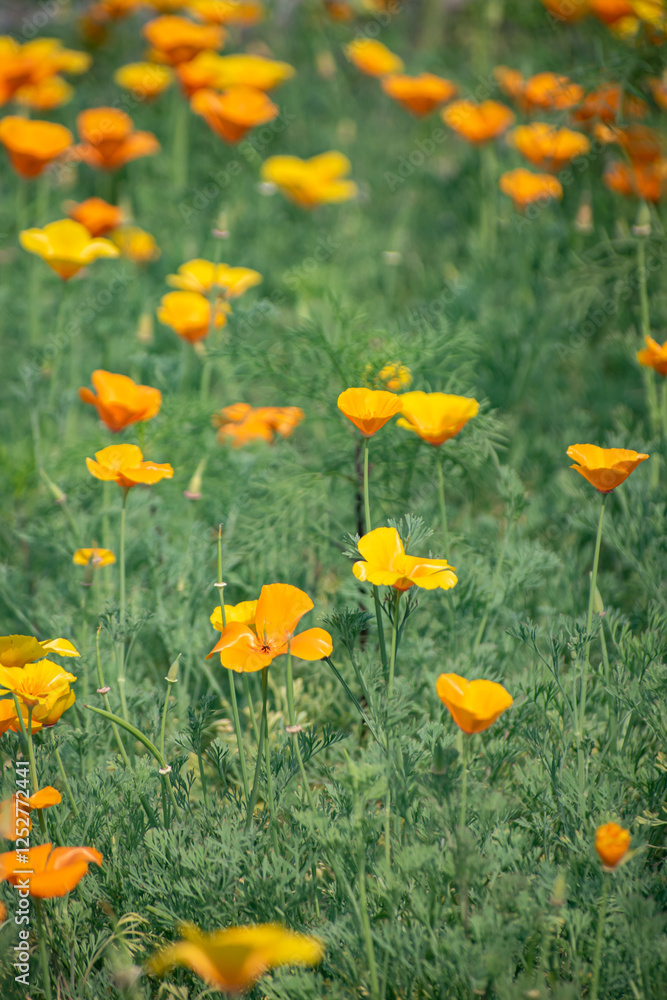 Obraz premium Bright orange Californian poppy flowers blooming in a sunlit field, showcasing delicate petals and wild beauty.