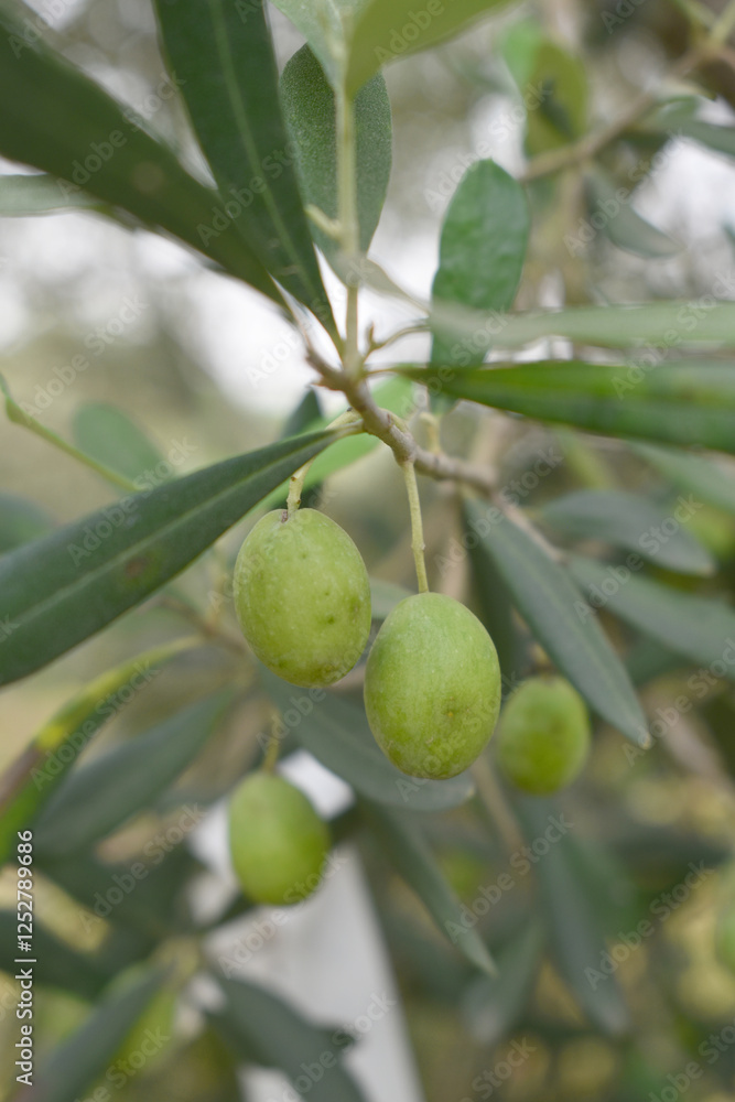 unripe green olives on tree closeup, Olive-tree branch with unripe green olives, olive tree plantation during harvest, unripe green olives on the tree with green leaves, Chakwal, Punjab, Pakistan unripe green olives on tree closeup, Olive-tree branch with unripe green olives, olive tree plantation during harvest, unripe green olives on the tree with green leaves, Chakwal, Punjab, Pakistan