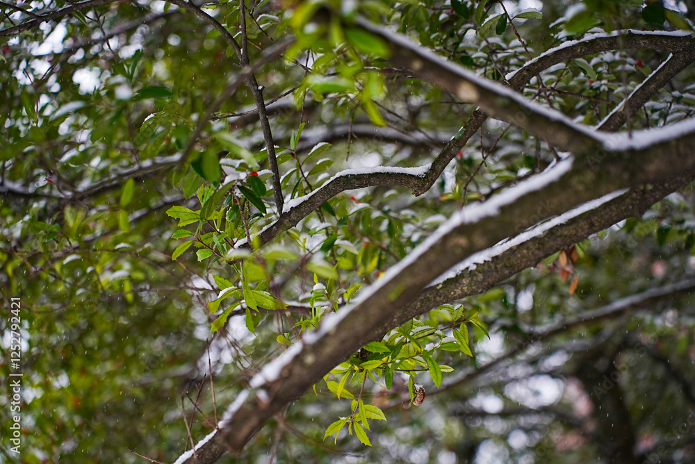 Fototapeta premium Snow builds on the branches as it continues to endlessly fall.