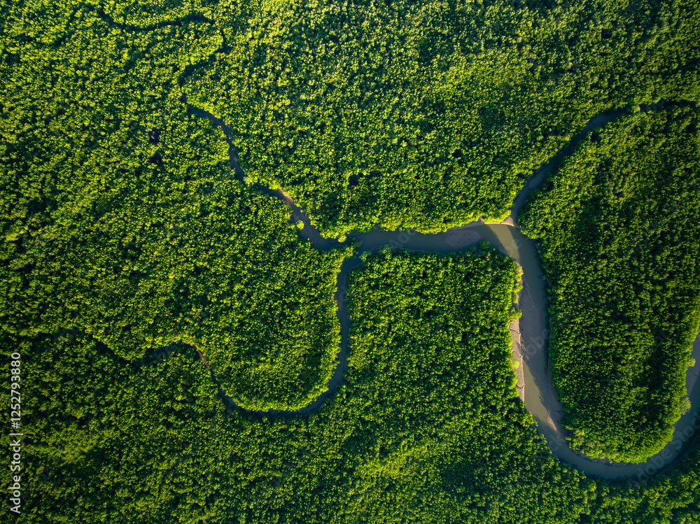 Amazing abundant mangrove forest, Aerial view of forest trees Rainforest ecosystem and healthy environment background, Texture of green trees forest top down, High angle view Amazing abundant mangrove forest, Aerial view of forest trees Rainforest ecosystem and healthy environment background, Texture of green trees forest top down, High angle view