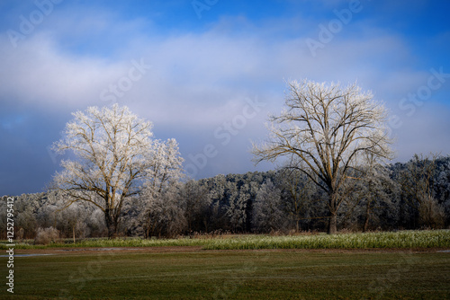 Obraz na płótnie Winter landscape with frost covered trees w salonie