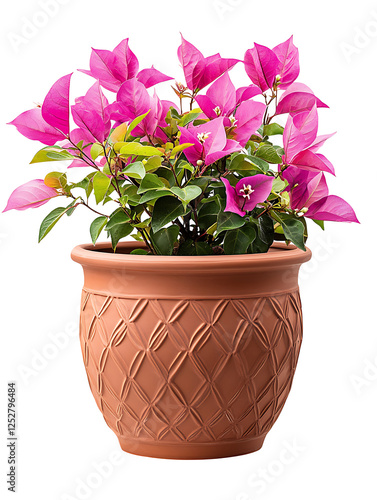 Wallpaper Mural Vibrant bougainvillea flowers in terracotta pot garden nature photography bright setting close-up Torontodigital.ca