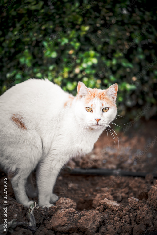 White and Ginger Stray Cat with Golden Eyes Standing on Soil, Looking Alert with Green Foliage Background in Natural Outdoor Setting