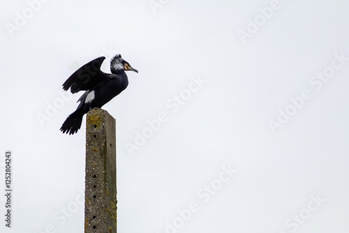 Un grand cormoran perché sur un poteau, ailes déployées photo