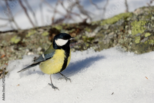 Obraz w ramie Great tit