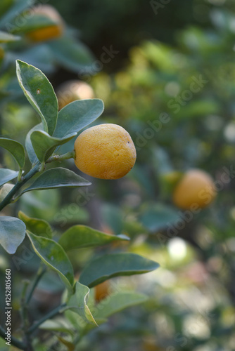 Wallpaper Mural ripe small little oranges on tree in garden, close-up of a beautiful orange tree with green oranges, fruit hanging on a plant in garden, Close-up of small little ripe oranges hanging on a tree closeup Torontodigital.ca