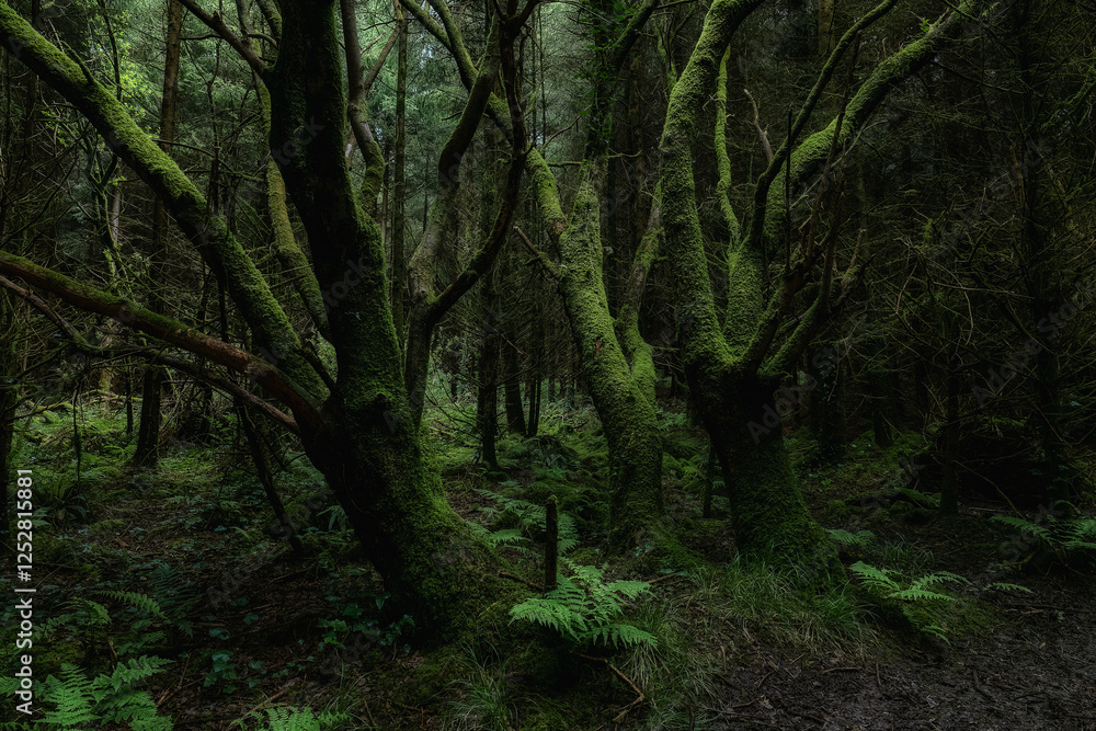 Numerous trees densely packed. Thick moss covers trunks and branches. Forest floor shows ferns and ground cover. Overall atmosphere is shadowy. Numerous trees densely packed. Thick moss covers trunks and branches. Forest floor shows ferns and ground cover. Overall atmosphere is shadowy.