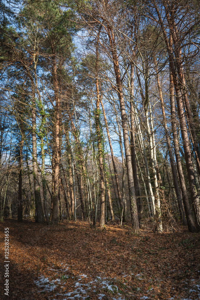 Obraz premium neige,