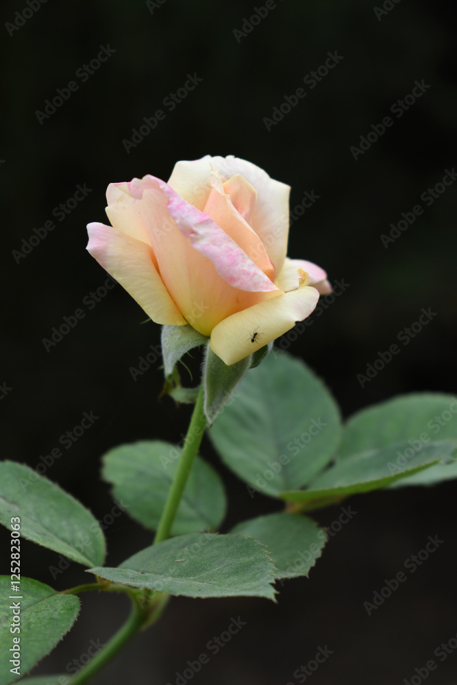 Beautiful pink yellow rose flower closeup in garden, A very beautiful pink yellow rose flower bloomed on the rose tree, Rose flower closeup, bloom flowers, Natural spring flower, floral background Beautiful pink yellow rose flower closeup in garden, A very beautiful pink yellow rose flower bloomed on the rose tree, Rose flower closeup, bloom flowers, Natural spring flower, floral background