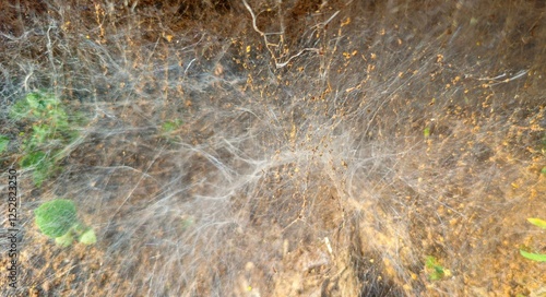 Cuadro en lienzo Close-up of complex mycelium network
