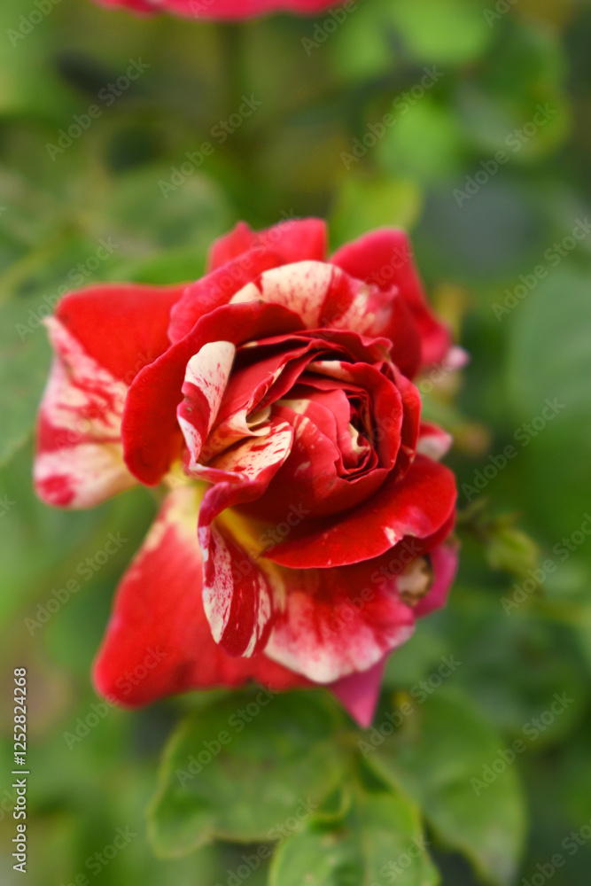 Beautiful red white rose flower closeup in garden, A very beautiful red white rose flower bloomed on the rose tree, Rose flower closeup, bloom flowers, Natural spring flower, Natural floral background Beautiful red white rose flower closeup in garden, A very beautiful red white rose flower bloomed on the rose tree, Rose flower closeup, bloom flowers, Natural spring flower, Natural floral background