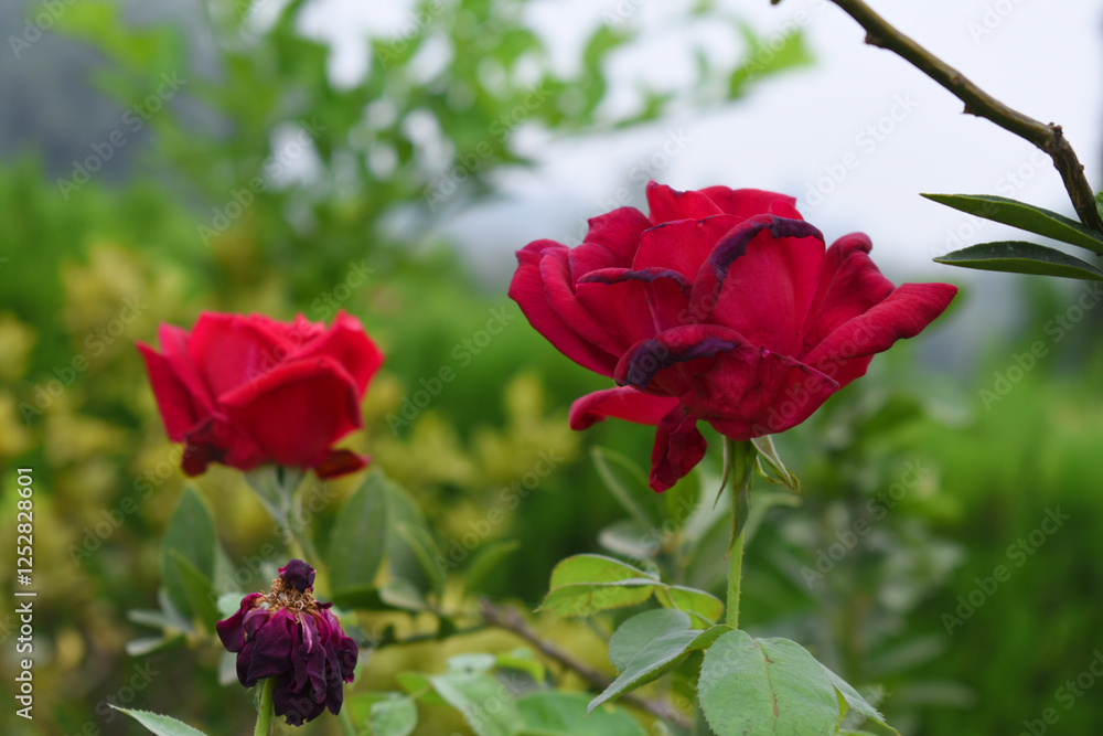 Beautiful red rose flower closeup in garden, A very beautiful red rose flower bloomed on the rose tree, Rose flower closeup, bloom flowers, Natural spring flower, Natural floral background, Beautiful red rose flower closeup in garden, A very beautiful red rose flower bloomed on the rose tree, Rose flower closeup, bloom flowers, Natural spring flower, Natural floral background,