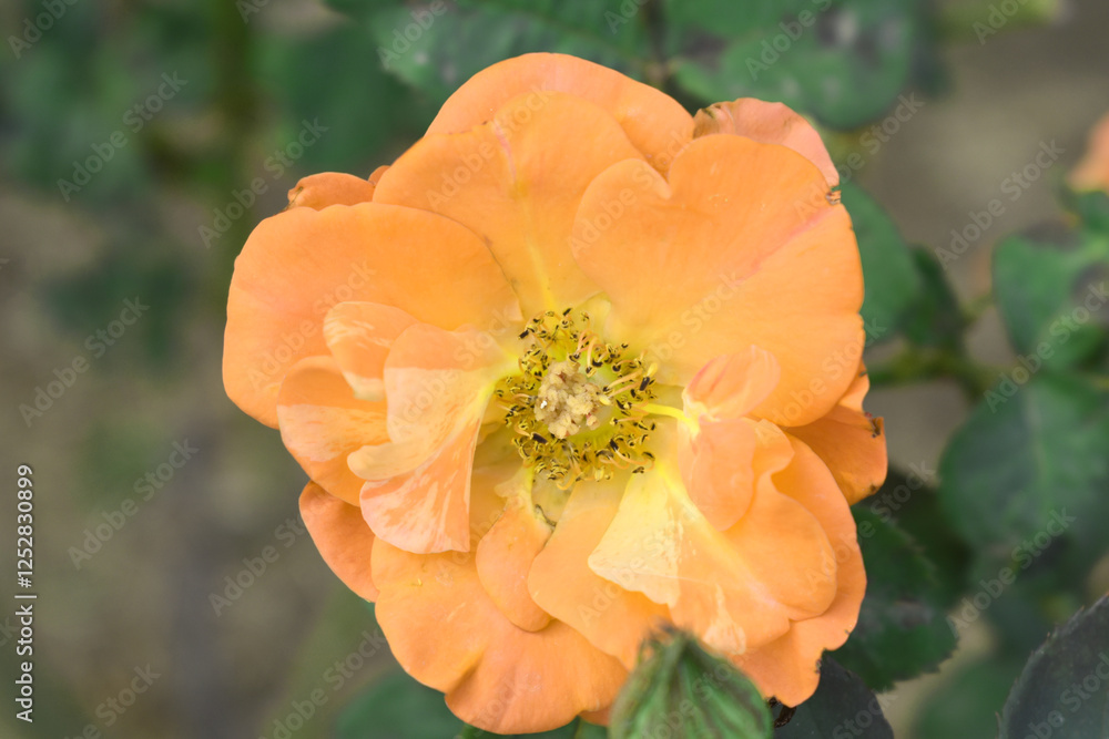 Beautiful orange rose flower closeup in garden, A very beautiful orange rose flower bloomed on the rose tree, Rose flower closeup, bloom flowers, Natural spring flower, Natural floral background, Beautiful orange rose flower closeup in garden, A very beautiful orange rose flower bloomed on the rose tree, Rose flower closeup, bloom flowers, Natural spring flower, Natural floral background,