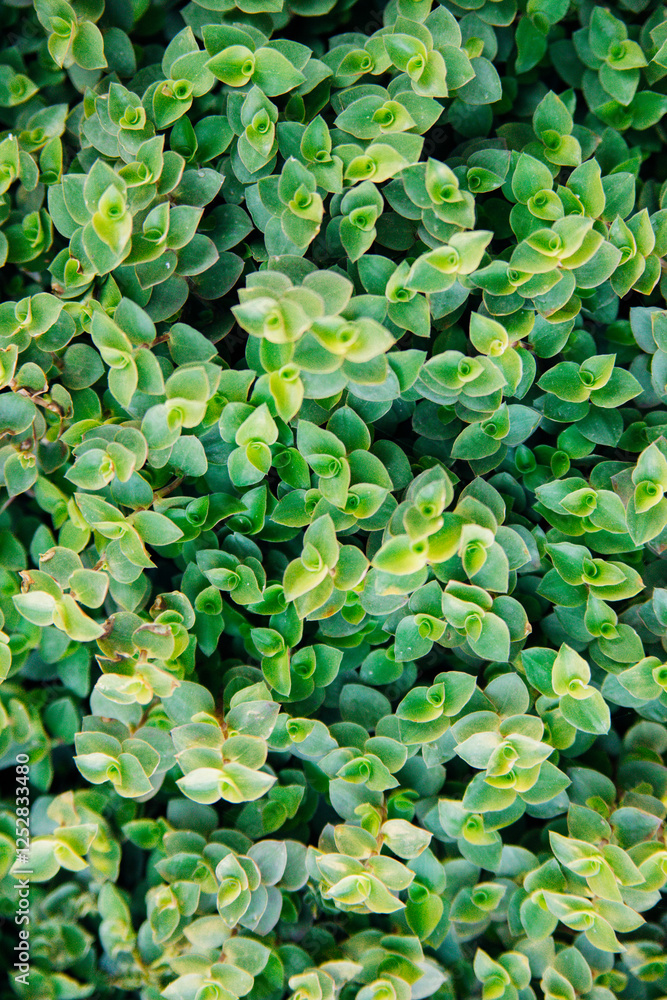 Small green leaves. Natural background. The beauty of nature. Wallpaper with green leaves and natural pattern. Small green leaves. Natural background. The beauty of nature. Wallpaper with green leaves and natural pattern.