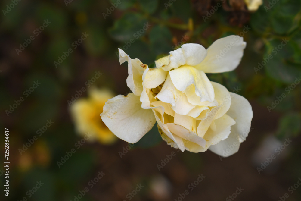 Beautiful white rose flower closeup in garden, A very beautiful white rose flower bloomed on the rose tree, Rose flower closeup, bloom flowers, Natural spring flower, Natural floral background, Beautiful white rose flower closeup in garden, A very beautiful white rose flower bloomed on the rose tree, Rose flower closeup, bloom flowers, Natural spring flower, Natural floral background,
