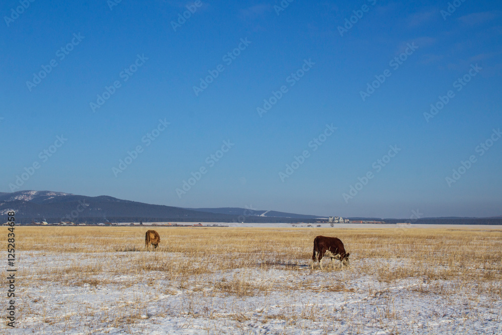 Obraz premium Herd of cows grazing on winter snow field 