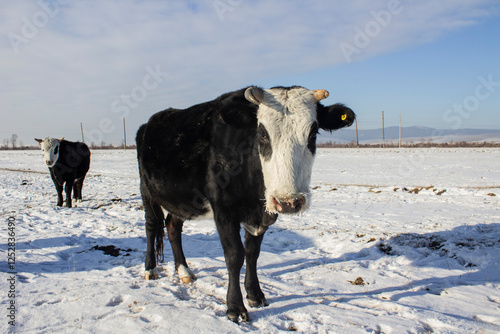 Wallpaper Mural Herd of cows in winter in rural village streets Torontodigital.ca