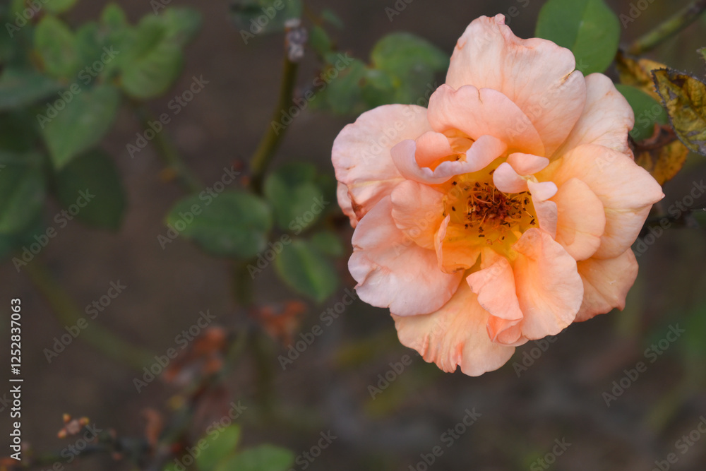 Beautiful pink rose flower closeup in garden, A very beautiful pink rose flower bloomed on the rose tree, Rose flower closeup, bloom flowers, Natural spring flower, Natural floral background, Beautiful pink rose flower closeup in garden, A very beautiful pink rose flower bloomed on the rose tree, Rose flower closeup, bloom flowers, Natural spring flower, Natural floral background,
