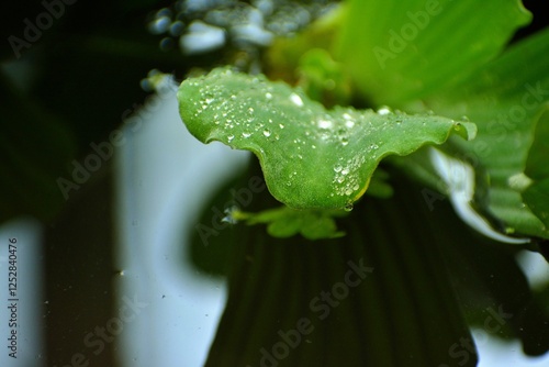 water drops on a leaf photo