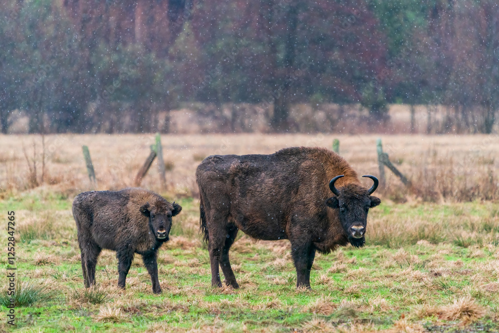 European bison (Bison bonasus) in winter Bialowieza forest, Poland. Selective focus European bison (Bison bonasus) in winter Bialowieza forest, Poland. Selective focus