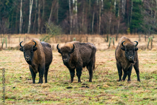 European bison (Bison bonasus) in Bialowieza forest, Poland. Selective focus