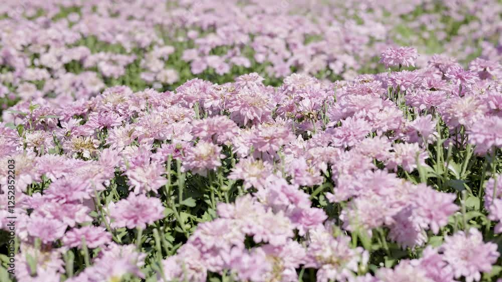 Soft pink chrysanthemum flowers bloom in a garden. Pink flower background. Soft pink chrysanthemum flowers bloom in a garden. Pink flower background.