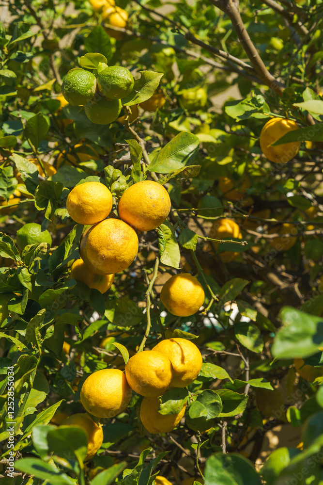 Lemon tree with ripe yellow and unripe green fruits grows under bright sunlight. Lemon tree with ripe yellow and unripe green fruits grows under bright sunlight.