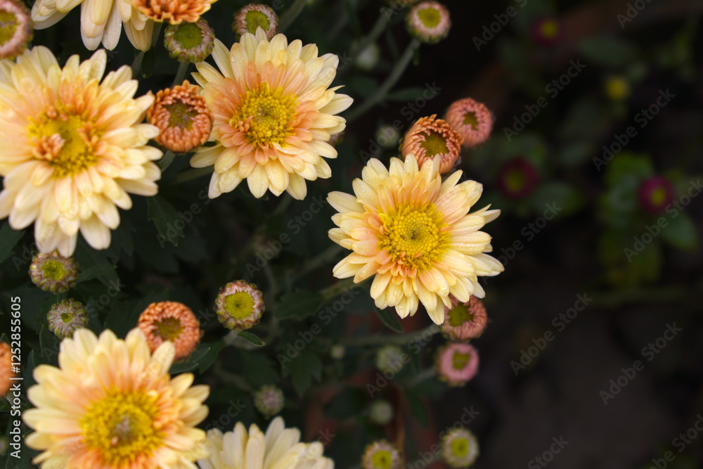 Obraz premium Beautiful white chrysanthemum flowers closeup in the winter garden, Close-up of Chrysanthemum flower, Field of the white Chrysanthemum, Beautiful white flower blooming in nature.