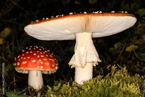 Macro shot view of fly agaric, a poisonous mushroom. photo