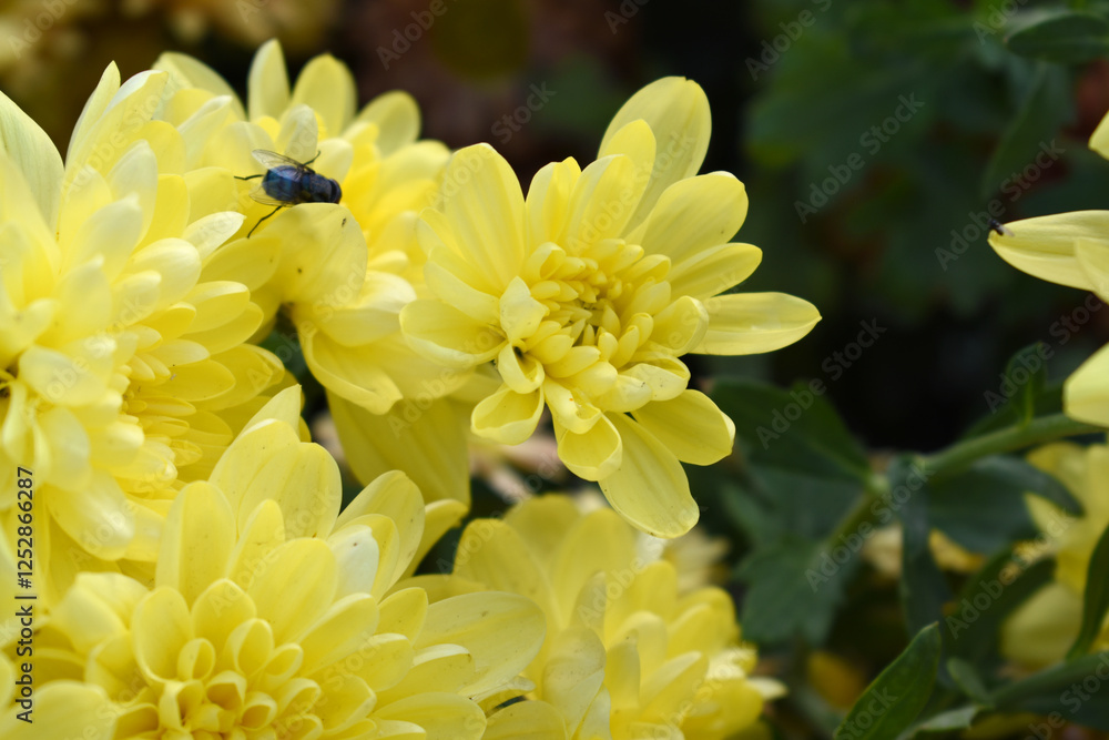 Fototapeta premium Beautiful Yellow chrysanthemum flowers closeup in the winter garden, Close-up of Chrysanthemum flower, Field of the Yellow Chrysanthemum, Beautiful Yellow flower blooming in nature.