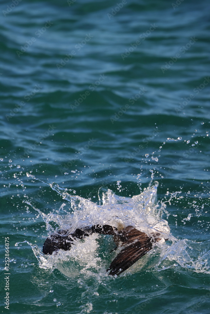 Fototapeta premium australasian gannet