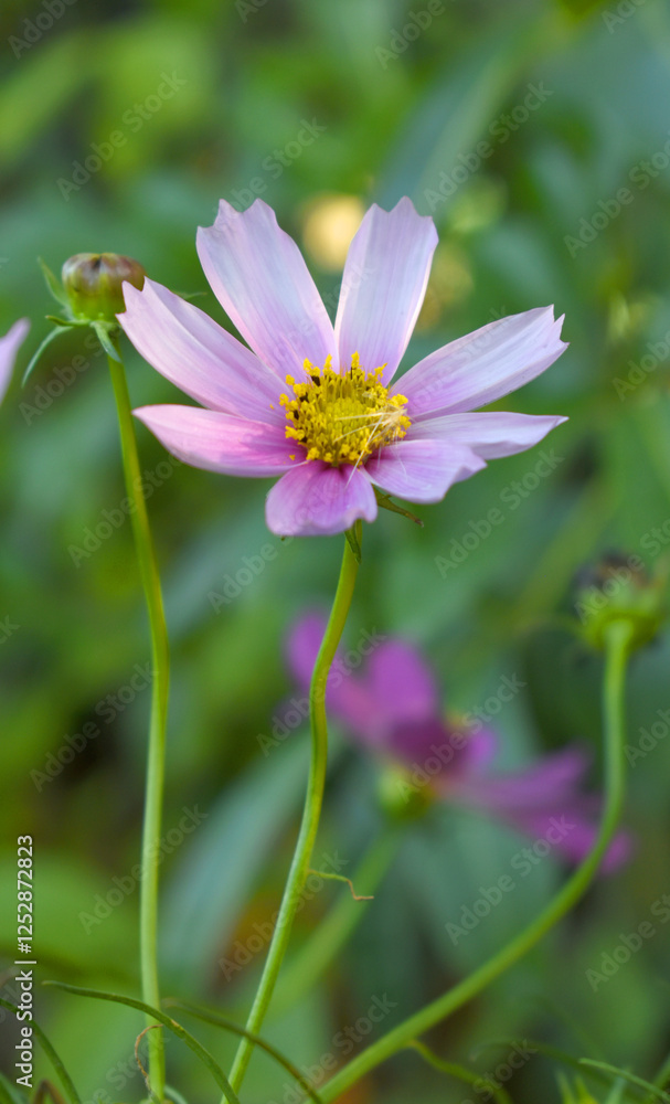 purple Cosmos flower, Cosmos flowers, autumn season image, Beautiful purple Cosmos flower in the garden. Violet flowers pictures. Cosmos Bipinnatus, commonly called the garden or Mexican aster purple Cosmos flower, Cosmos flowers, autumn season image, Beautiful purple Cosmos flower in the garden. Violet flowers pictures. Cosmos Bipinnatus, commonly called the garden or Mexican aster