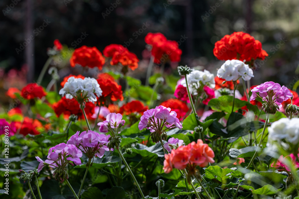 Pelargonium of geranium in full bloom on the background for spring and summer English country cottage garden for perennial and annual plants Pelargonium of geranium in full bloom on the background for spring and summer English country cottage garden for perennial and annual plants