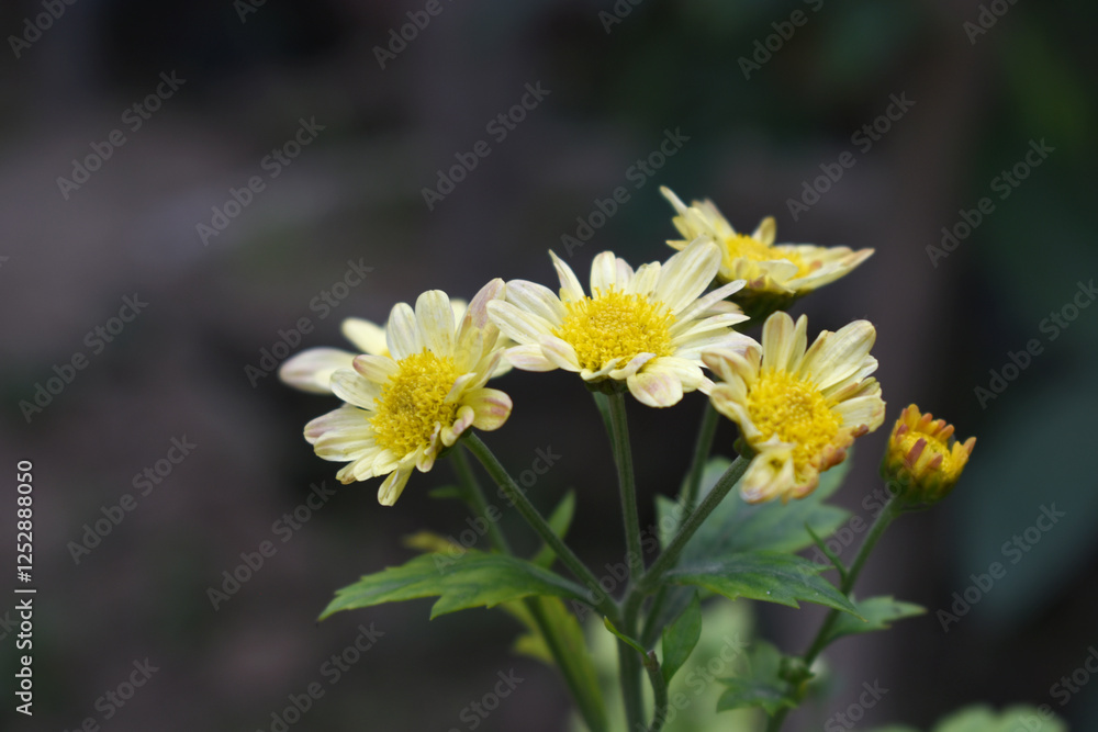 Obraz premium Beautiful Yellow chrysanthemum flowers closeup in the winter garden, Close-up of Chrysanthemum flower, Field of the Yellow Chrysanthemum, Beautiful Yellow flower blooming in nature