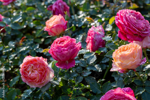 Fototapeta Naklejka Na Ścianę i Meble -  Wild pink roses in full bloom on the background for spring and summer English country cottage garden for perennial and annual plants