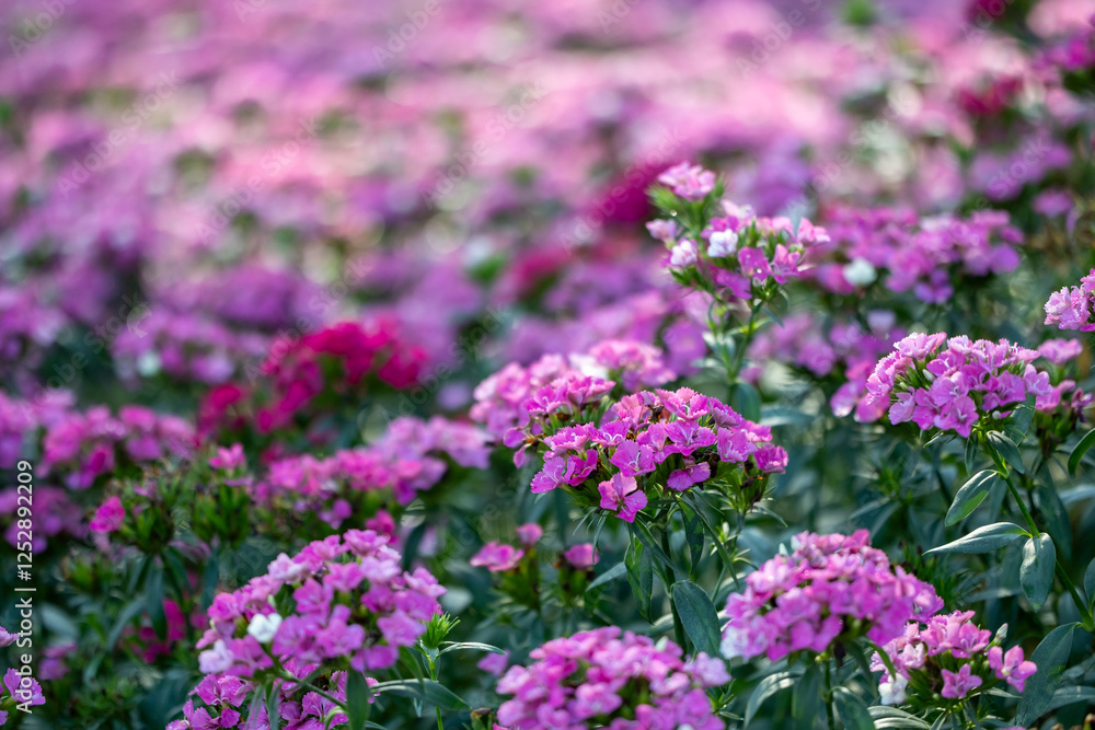 Sweet william flowers in full bloom on the background for spring and summer English country cottage garden for perennial and annual plants Sweet william flowers in full bloom on the background for spring and summer English country cottage garden for perennial and annual plants