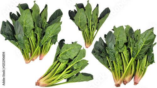 ほうれん草の切り抜き素材／spinach cutout material／시금치 자르기 소재／PNG