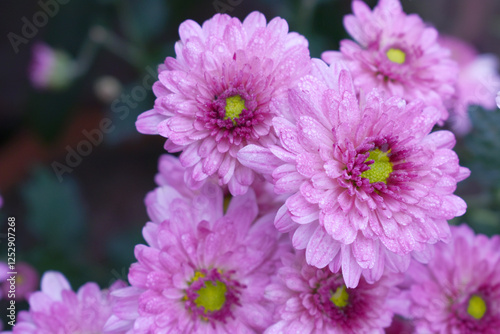 Beautiful Pink red chrysanthemum flowers closeup in the winter garden, Close-up of Chrysanthemum flower, Field of the Pink red Chrysanthemum, Beautiful Pink red flower blooming in nature